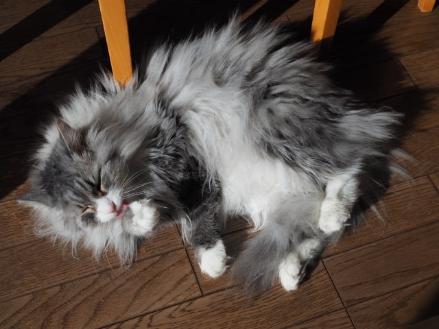 ノルウェージャン・フォレスト・キャット